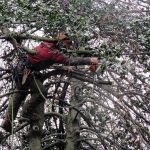 Top-Rated Tree Service in Manassas, VA: Why Locals Trust the Experts