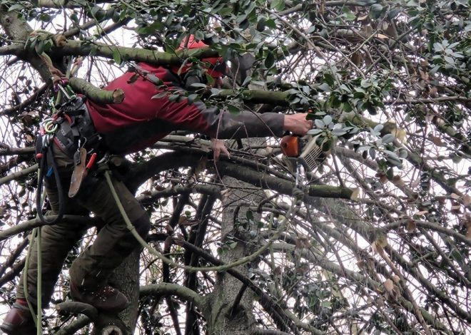 Top-Rated Tree Service in Manassas, VA: Why Locals Trust the Experts